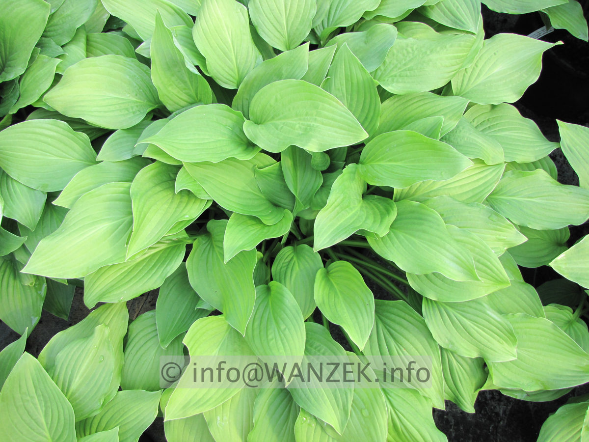 Hosta Hybride Sweet Susan 01.JPG